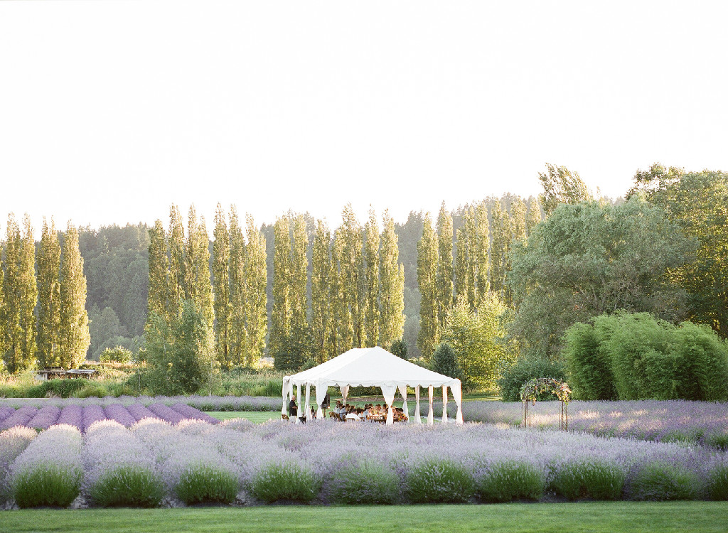 Lavender field wedding venue